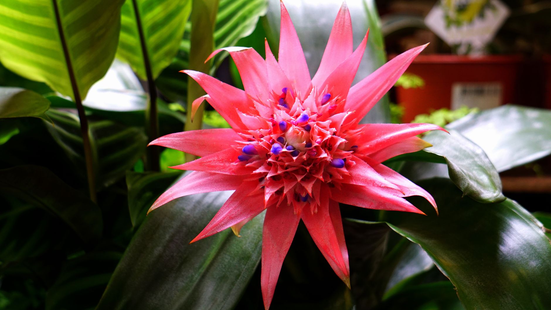 Starostlivosť o Aechmea miniata v interiéri