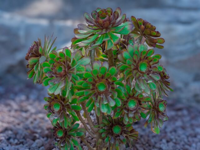 Starostlivosť o Aeonium arboreum v kvetináči na svetlom mieste