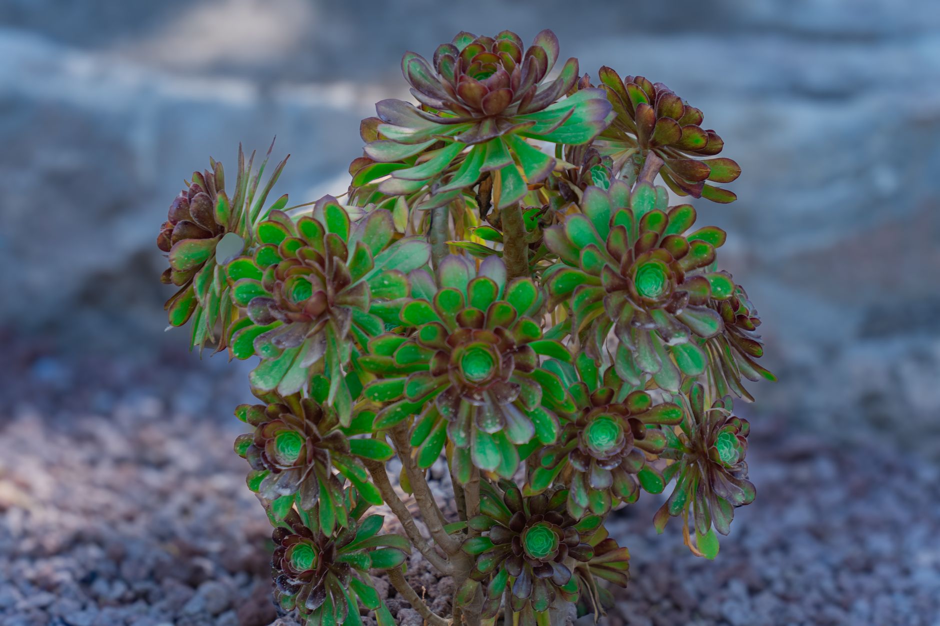 Starostlivosť o Aeonium arboreum v kvetináči na svetlom mieste