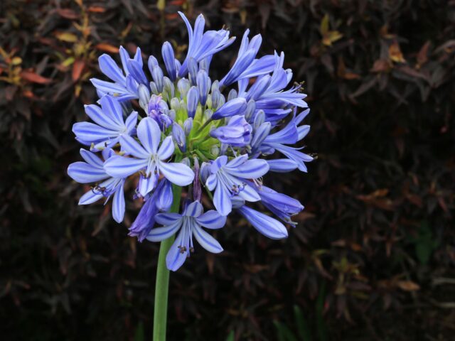 Starostlivosť o Agapanthus africanus v čase kvitnutia