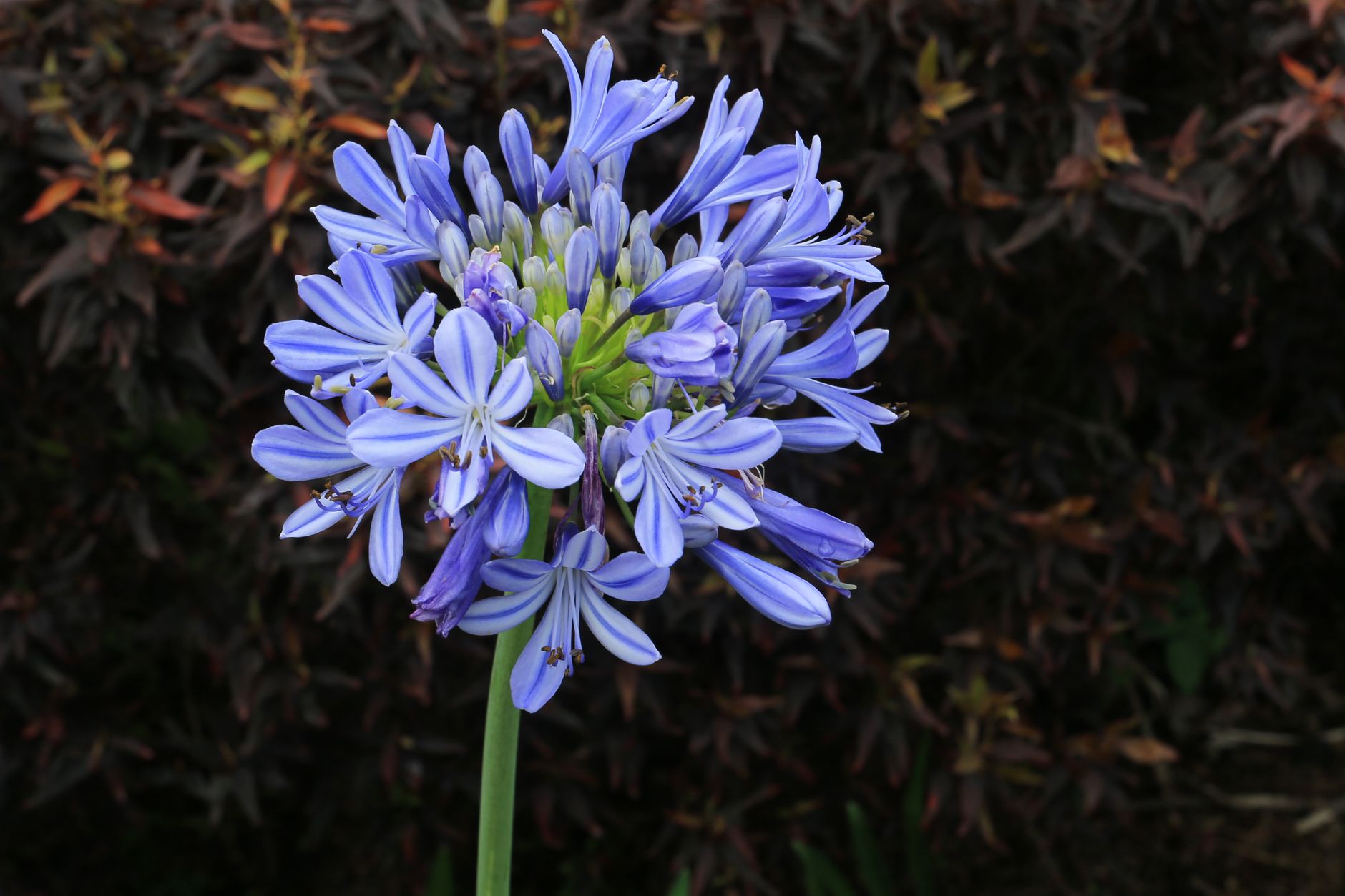 Starostlivosť o Agapanthus africanus v čase kvitnutia