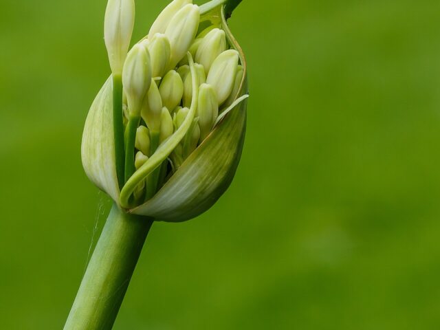 Starostlivosť o Agapanthus umbellatus a jeho kvitnúce súkvetia