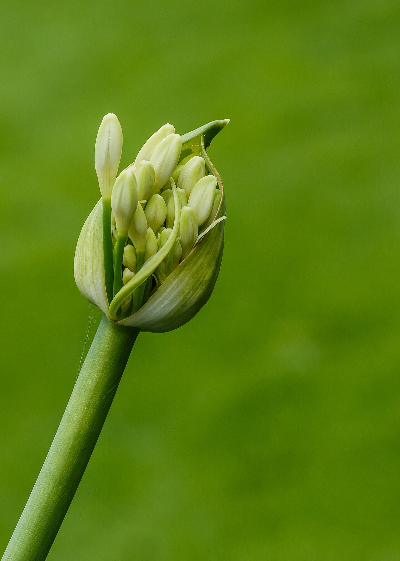 Starostlivosť o Agapanthus umbellatus a jeho kvitnúce súkvetia