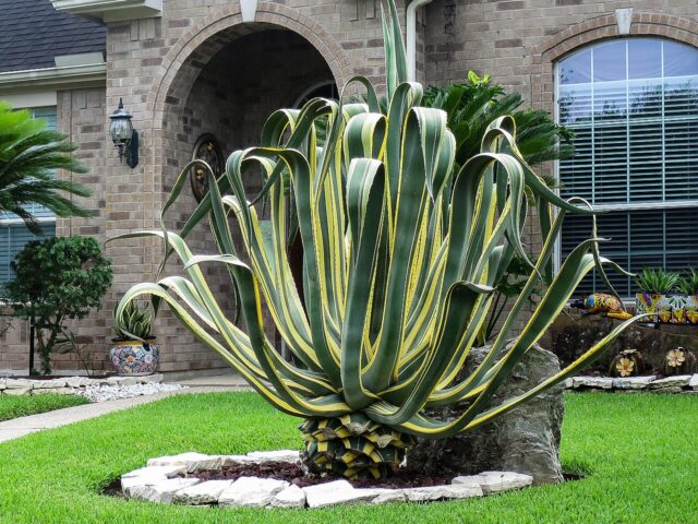 starostlivosť o Agave americana v domácom pestovaní