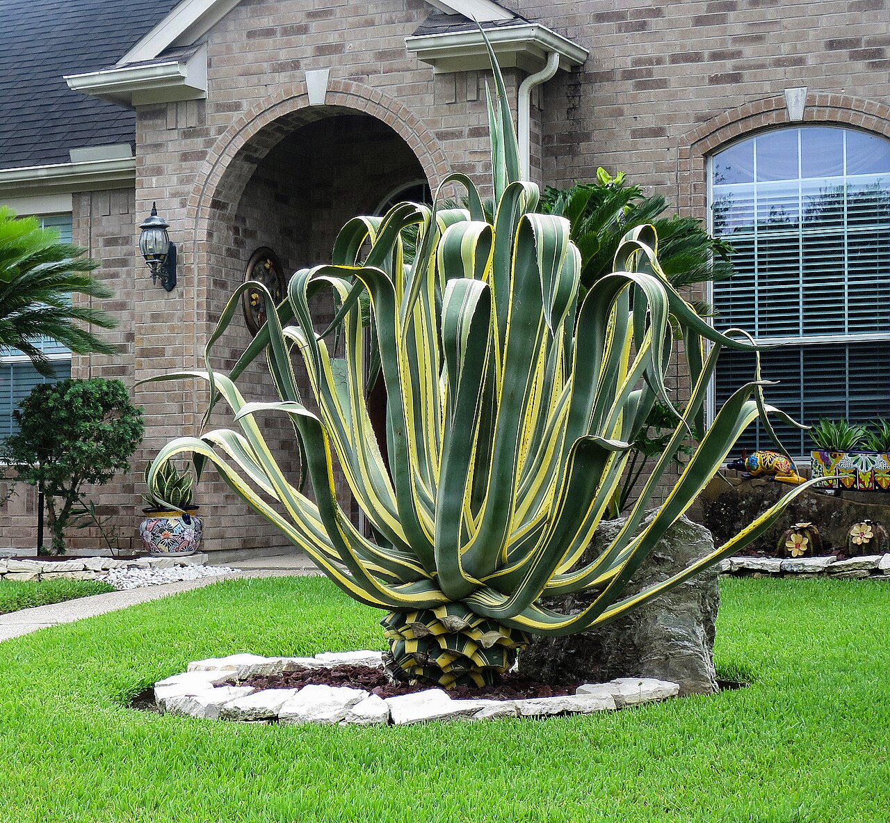 starostlivosť o Agave americana v domácom pestovaní