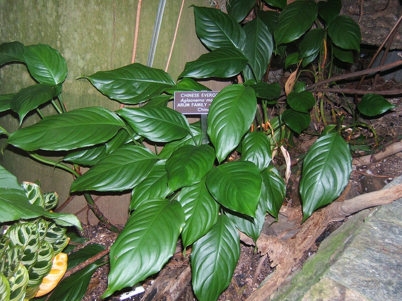Starostlivosť o Aglaonema modestum v interiéri