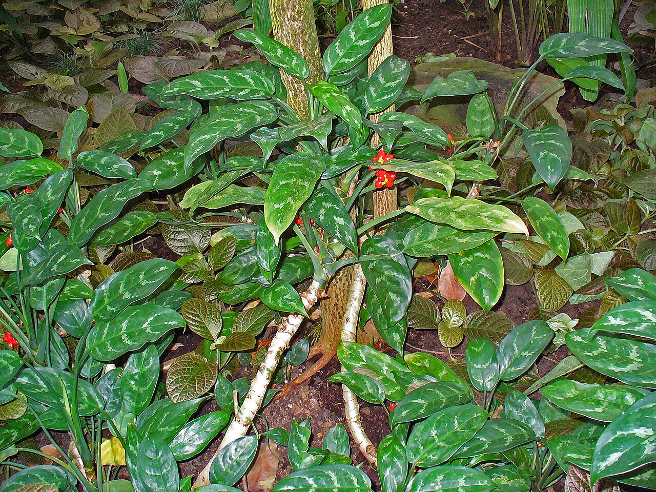 Starostlivosť o Aglaonema v byte
