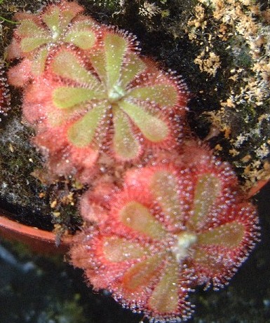 starostlivosť o Drosera aliciae na svetlom stanovišti