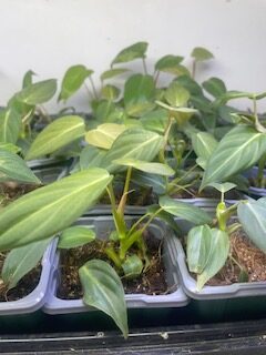 Alocasia Frýdek