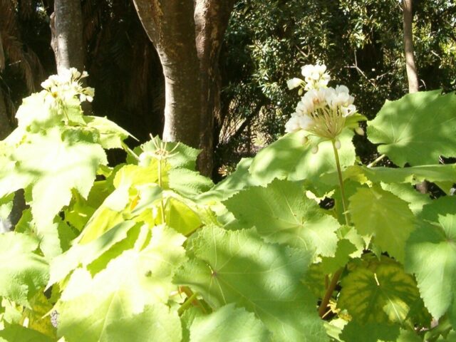 Sparrmannia africana s veľkými svetlozelenými listami