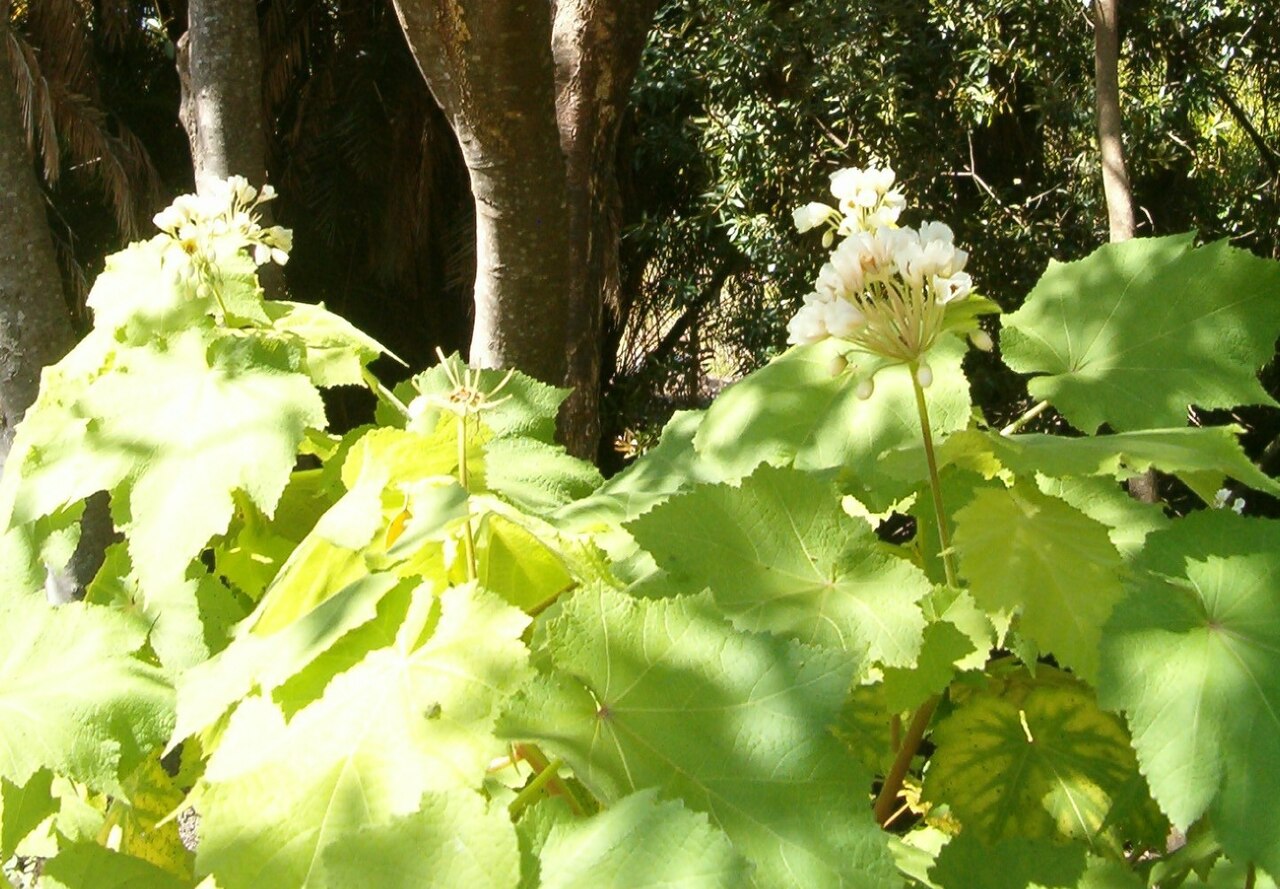 Sparrmannia africana s veľkými svetlozelenými listami