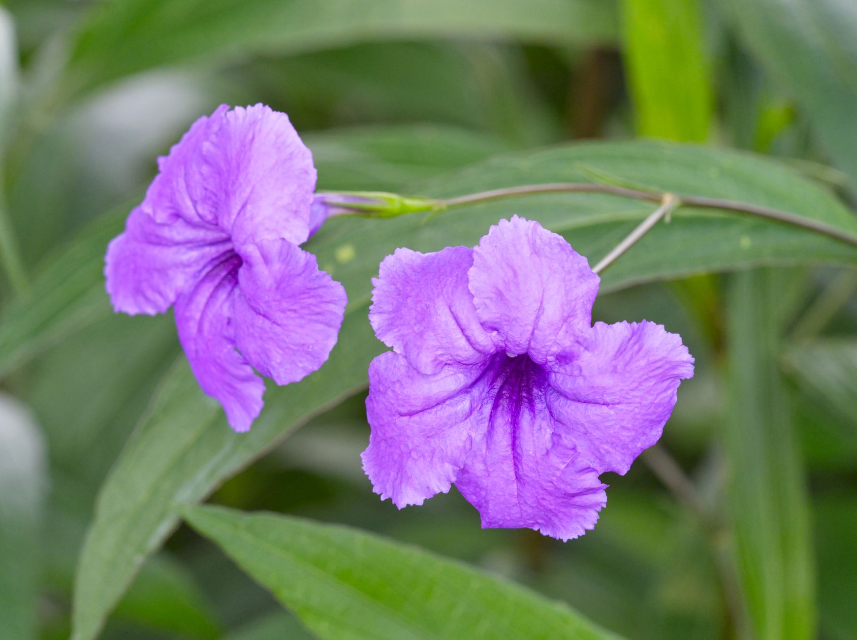 Starostlivosť o Streptocarpus ionanthus v interiéri