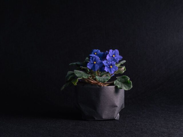 Starostlivosť o Streptocarpus sect. Saintpaulia v domácom pestovaní