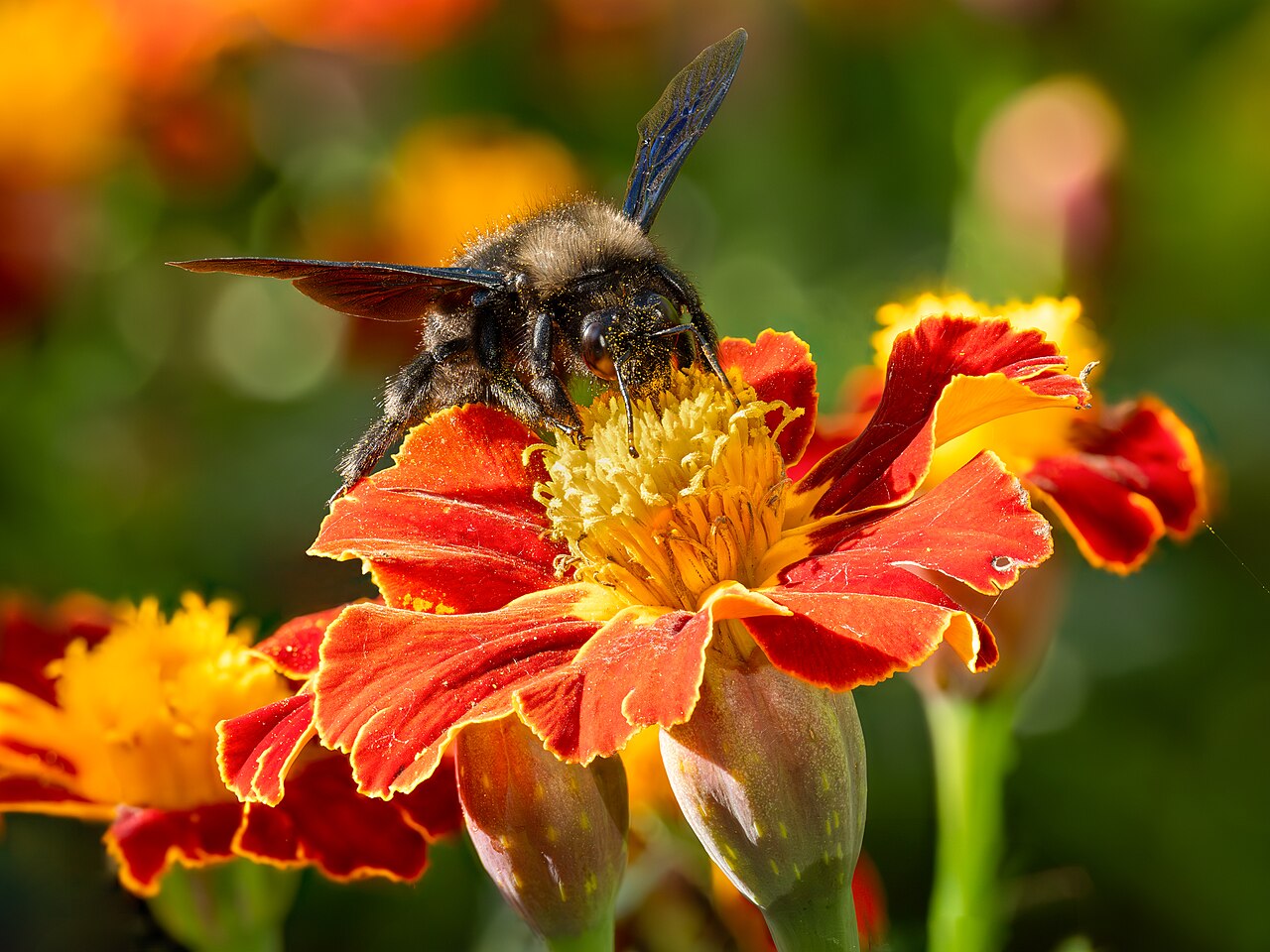Tagetes erecta pestovanie v záhone počas kvitnutia