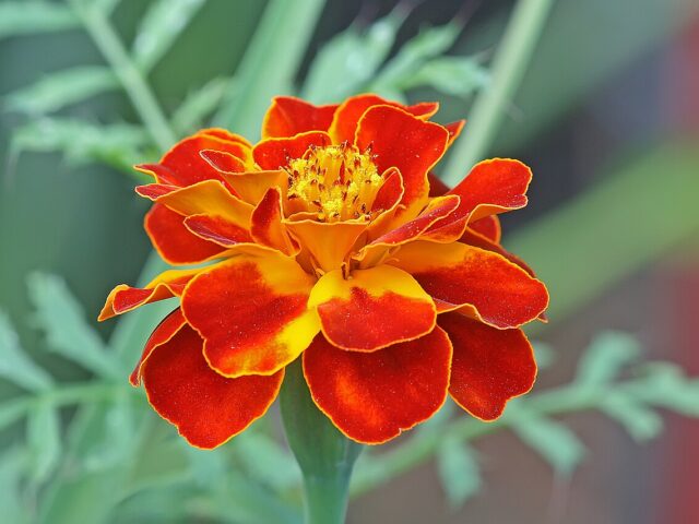 Starostlivosť o Tagetes patula a detail jeho kvetov