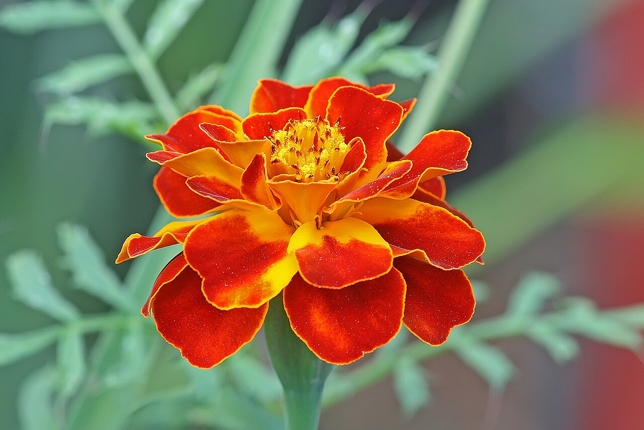 Starostlivosť o Tagetes patula a detail jeho kvetov