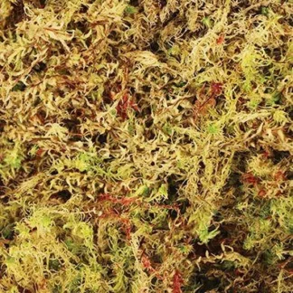 Komodo Habitat Moss 100g - Sphagnum mach