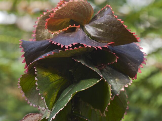 Starostlivosť o Acalypha wilkesiana v interiéri