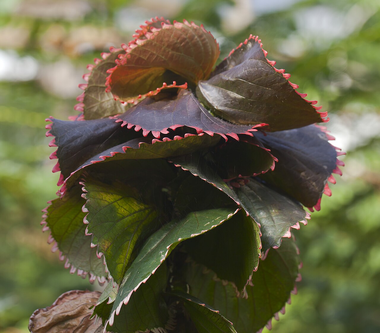 Starostlivosť o Acalypha wilkesiana v interiéri