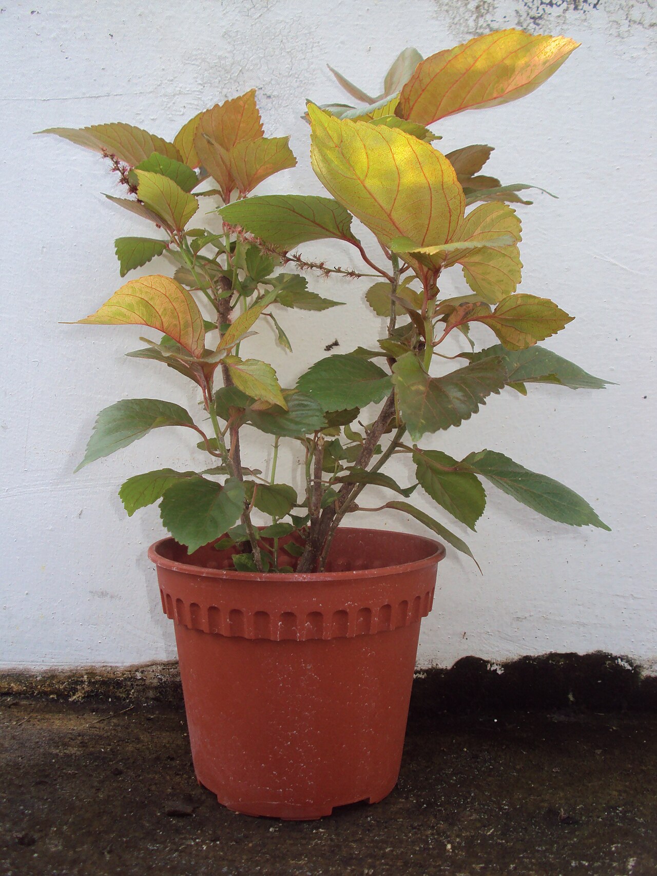 Farebné listy rastliny Acalypha wilkesiana