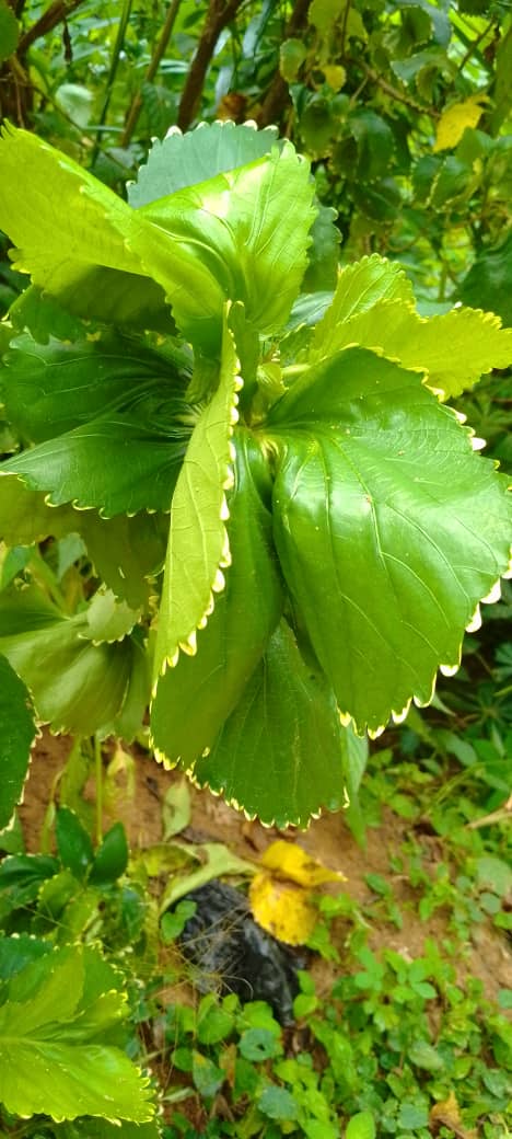 Acalypha wilkesiana ako okrasná tropická rastlina