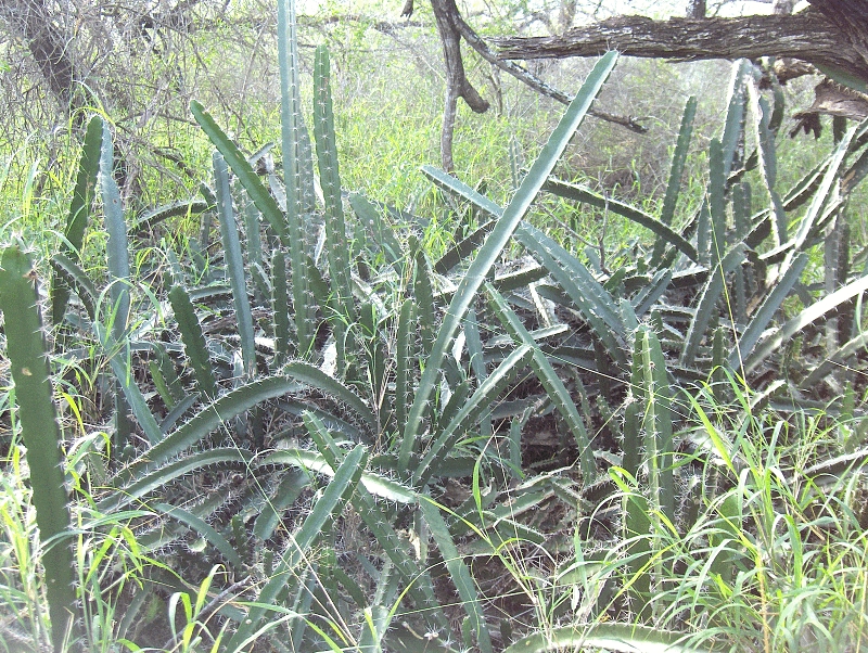 Starostlivosť o Acanthocereus tetragonus v interiéri