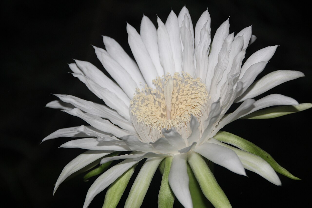 Acanthocereus tetragonus v kvetináči na svetlom mieste