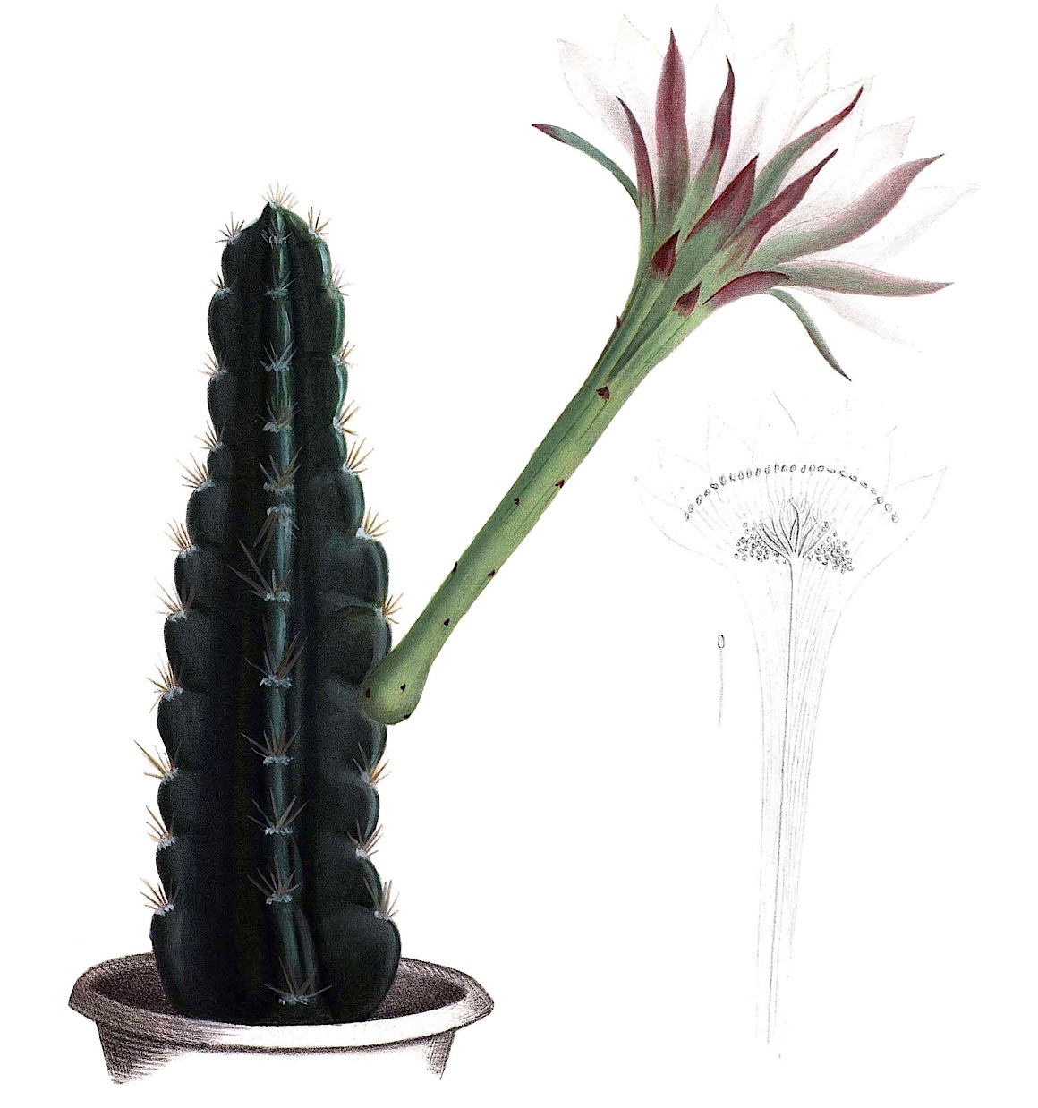 Detail vzpriamených výhonkov Acanthocereus tetragonus