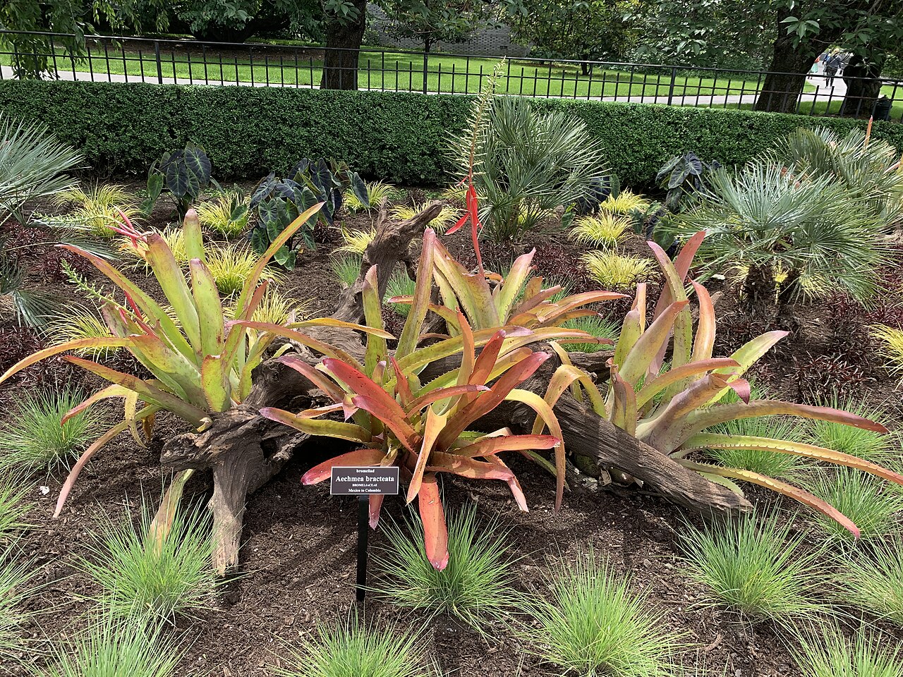 Starostlivosť o Aechmea bracteata v interiéri