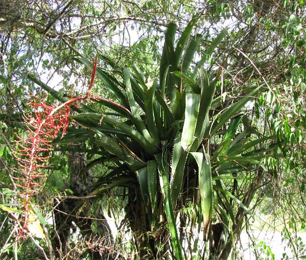 Aechmea bracteata s pevnou listovou ružicou