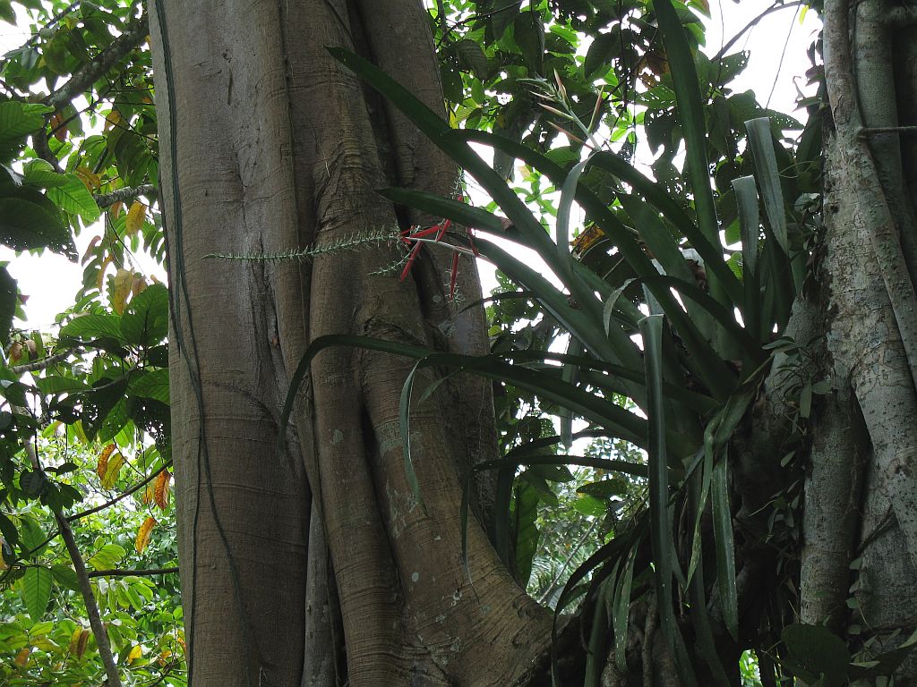 Detail listov rastliny Aechmea bracteata