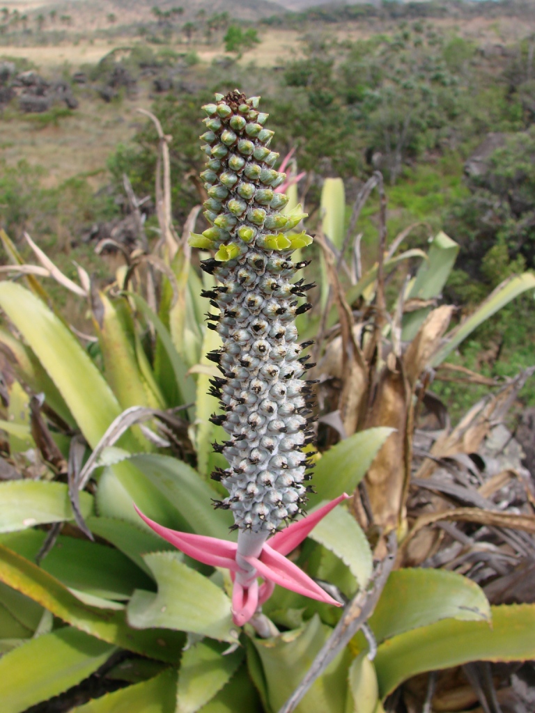 Starostlivosť o Aechmea bromeliifolia v interiéri