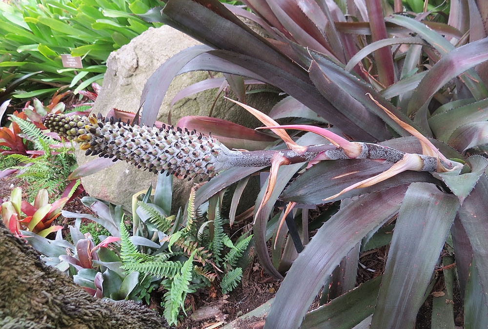 Aechmea bromeliifolia s pevnými ružicovými listami