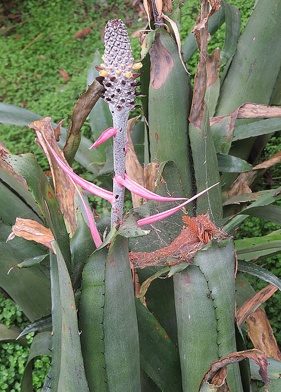 Detail listov rastliny Aechmea bromeliifolia