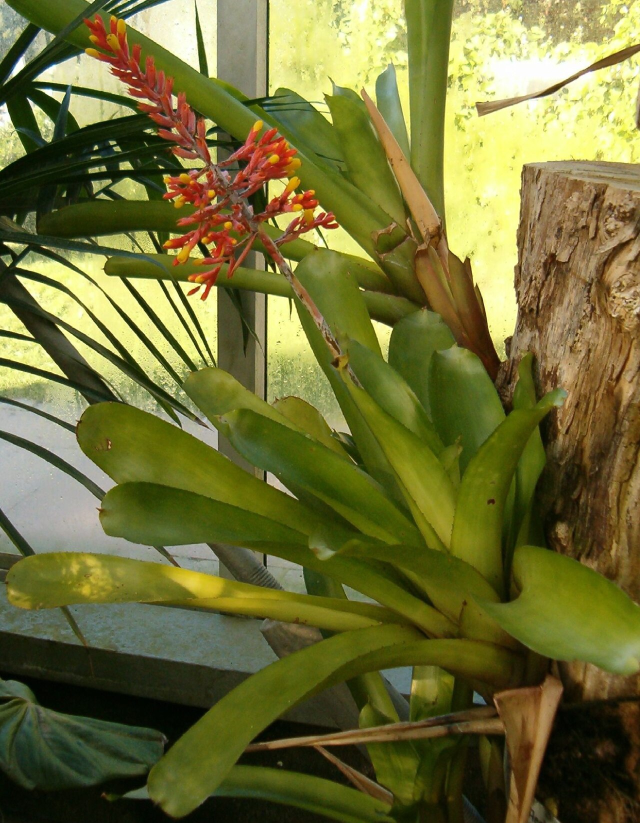 Starostlivosť o Aechmea caudata v interiéri