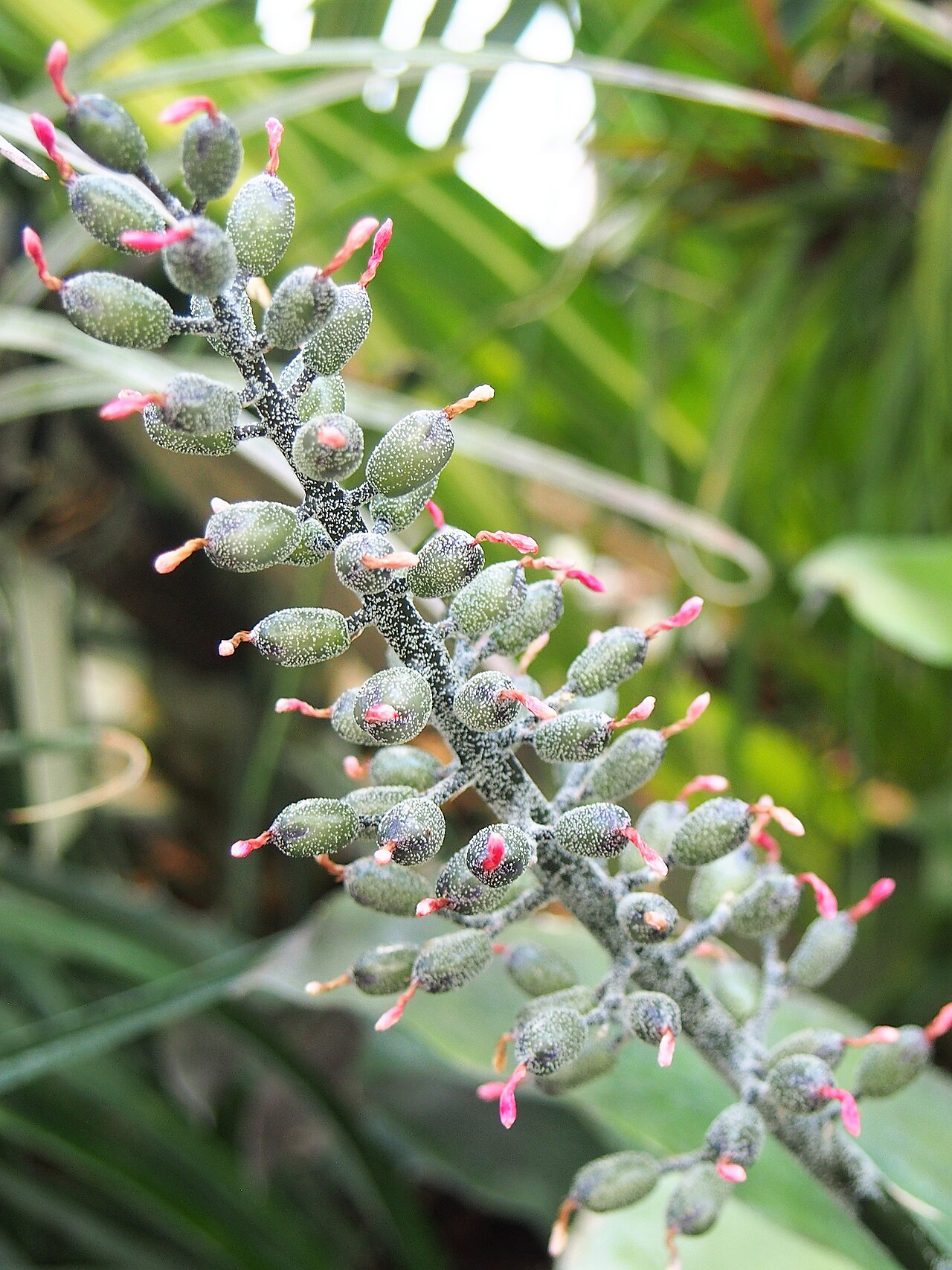 Aechmea caudata v kvetináči pri okne