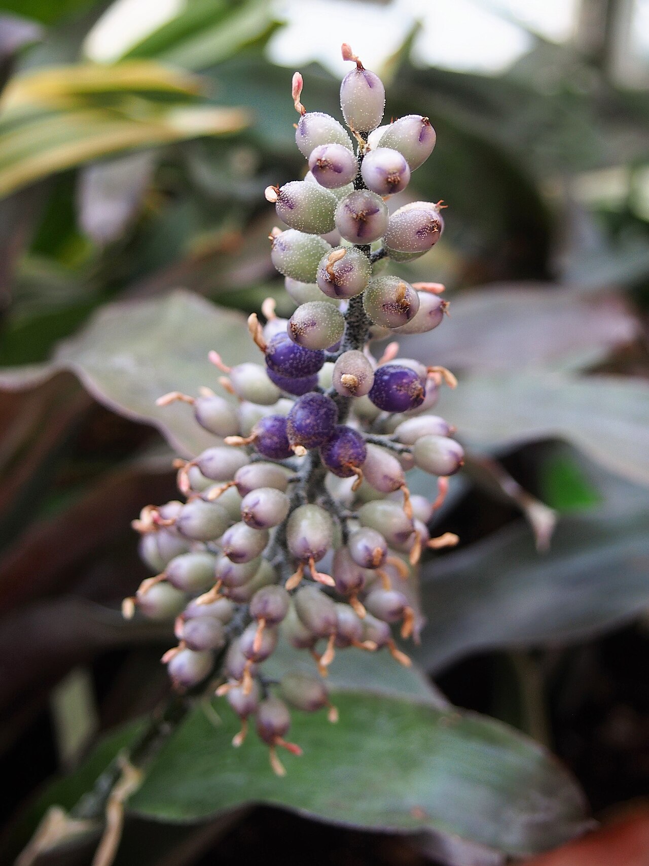 Detail listovej ružice rastliny Aechmea caudata