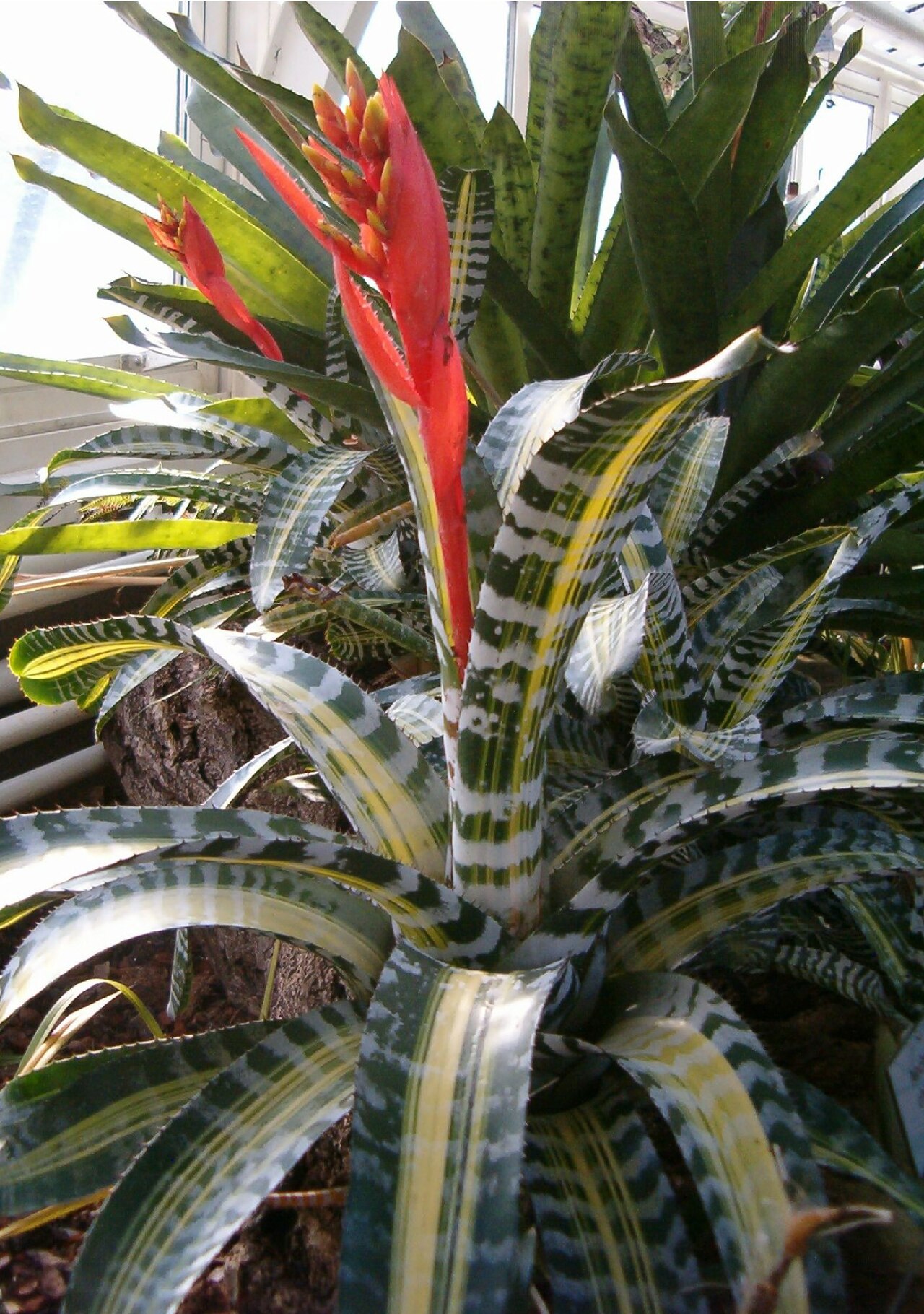 starostlivosť o Aechmea chantinii a detail pruhovaných listov