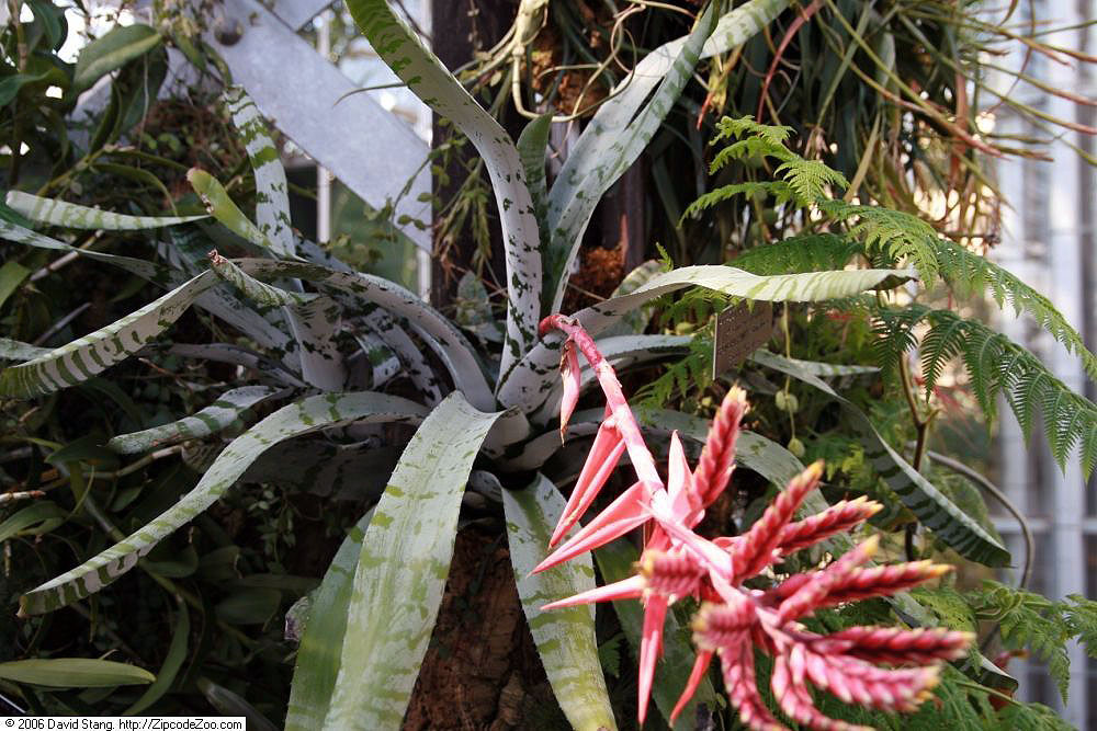 Aechmea chantinii v kvetináči na svetlom mieste