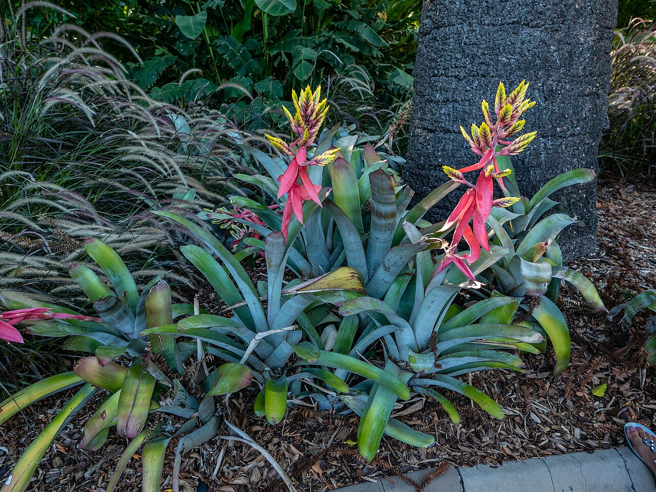 Detail listov Aechmea chantinii so striebristým vzorom