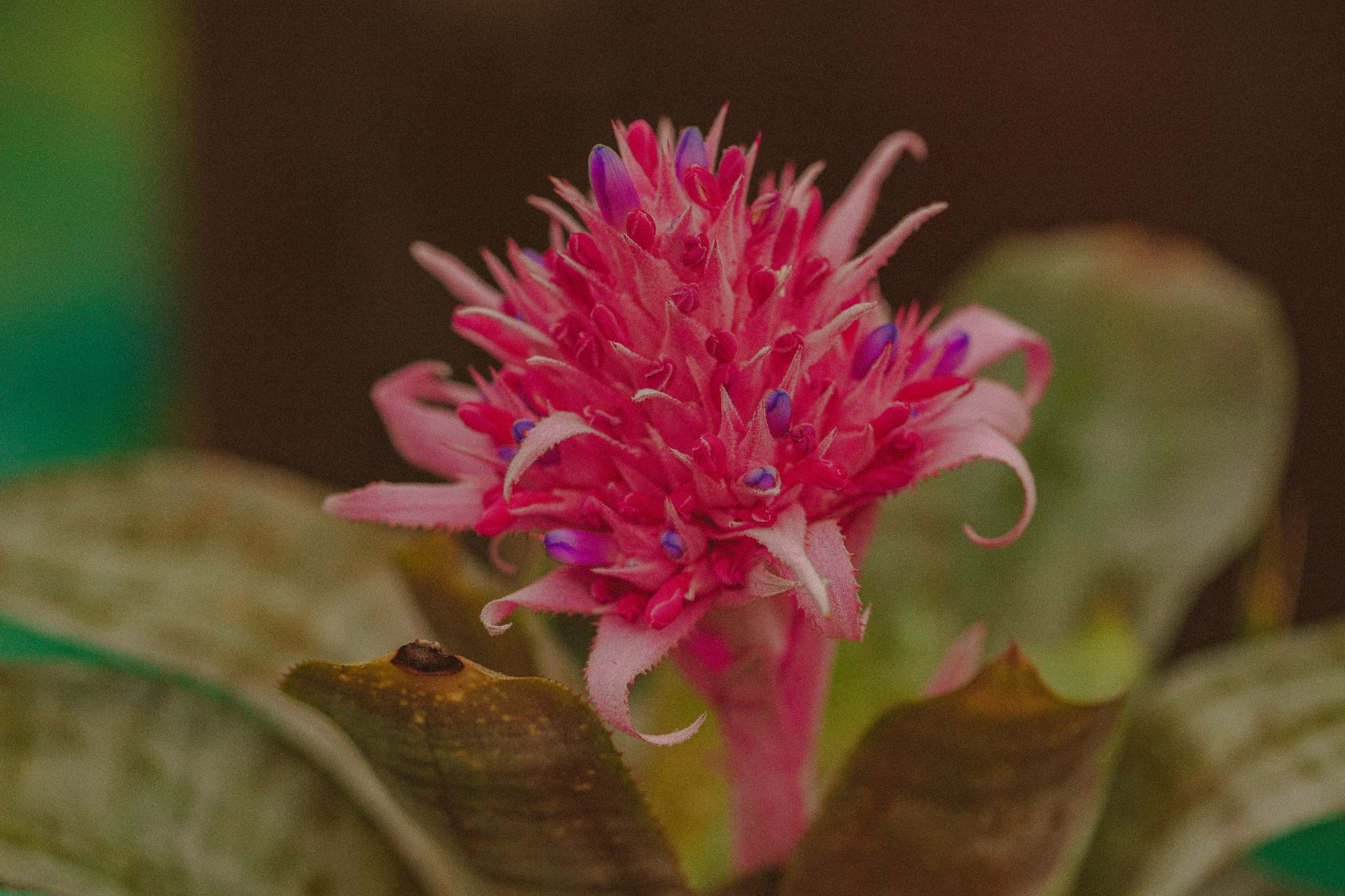 Detail listovej ružice rastliny Aechmea dichlamydea