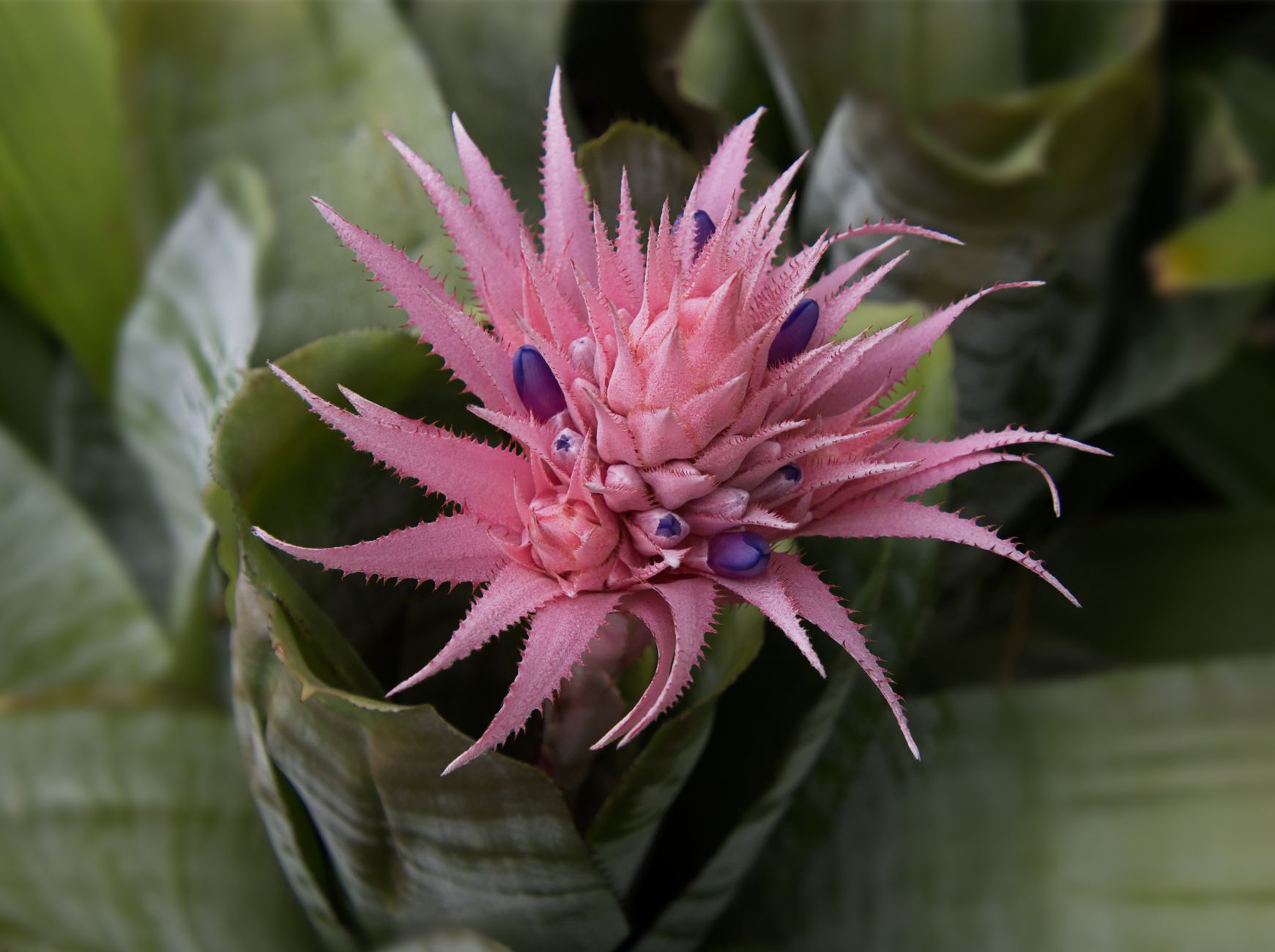 Aechmea dichlamydea v črepníku na svetlom mieste