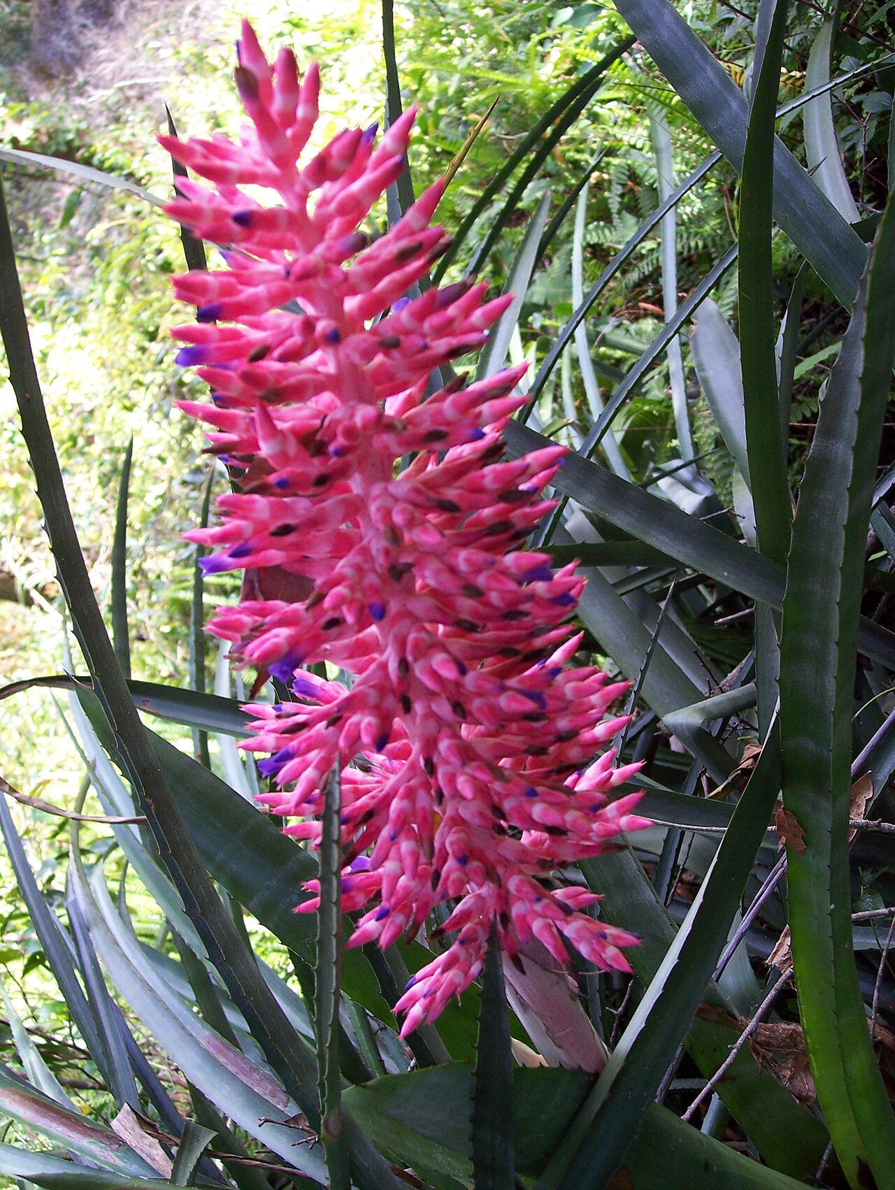 Starostlivosť o Aechmea distichantha v interiéri
