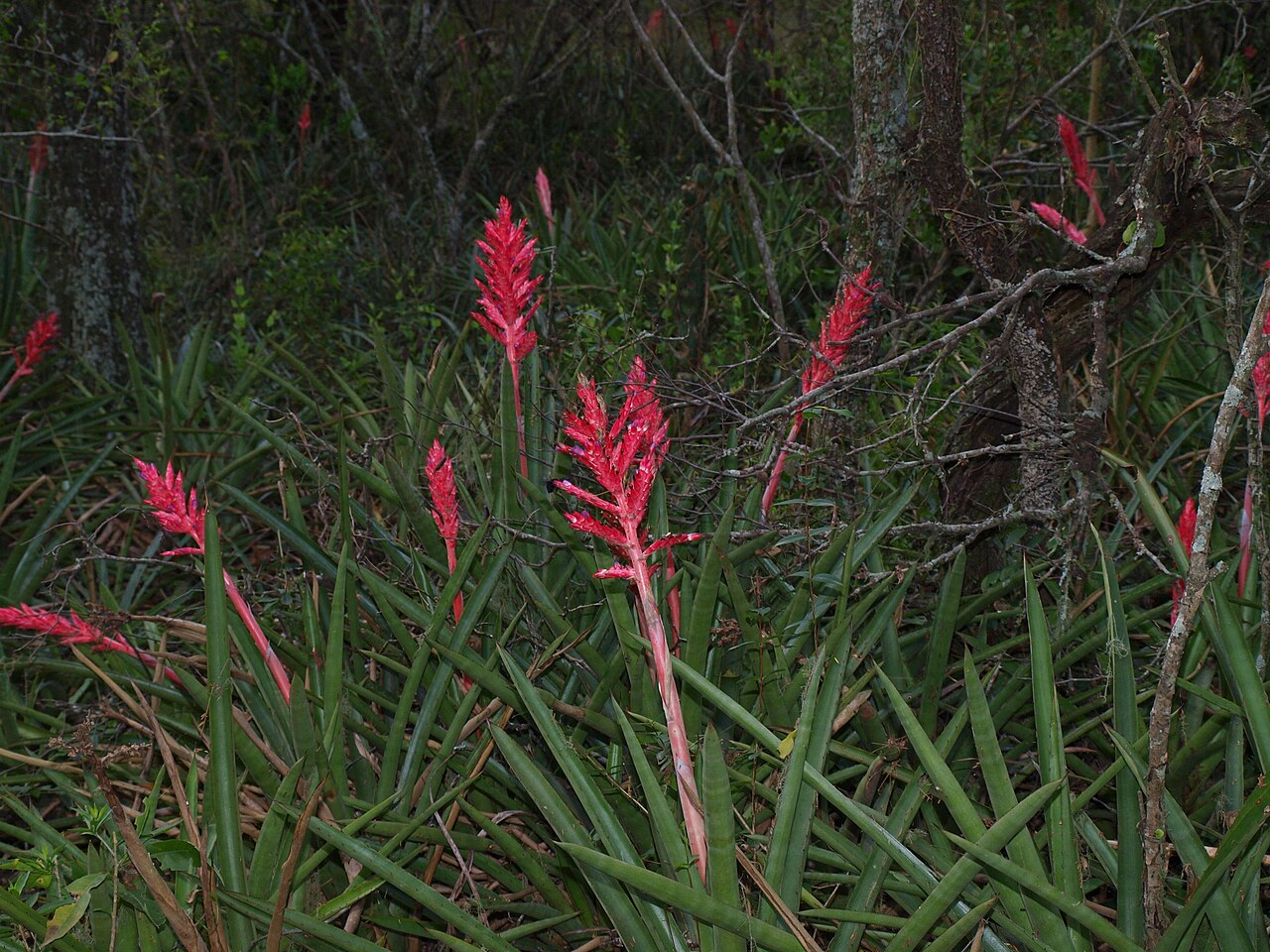 Aechmea distichantha s typicky usporiadanými listami