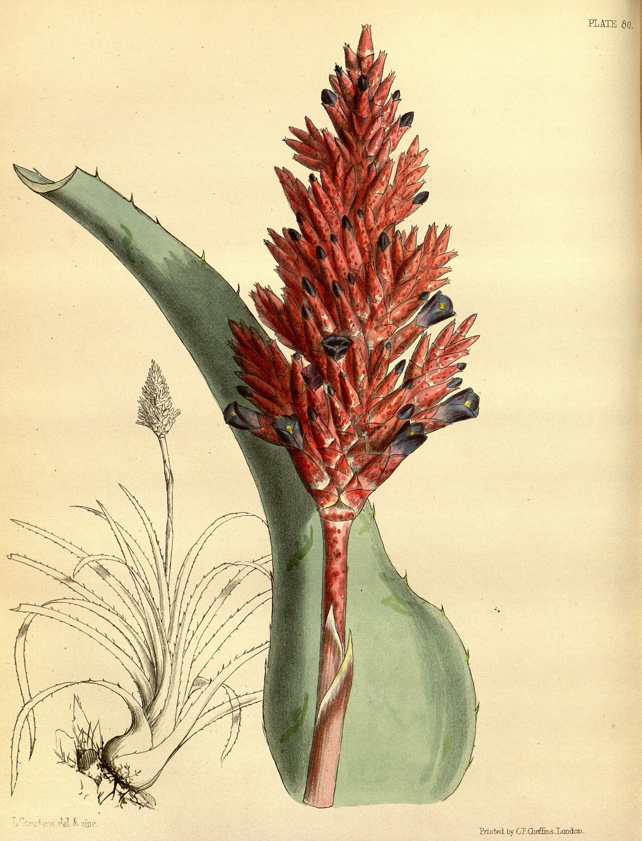 Detail listov rastliny Aechmea distichantha