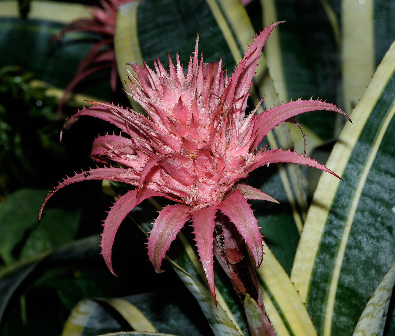 Starostlivosť o Aechmea fasciata v interiéri