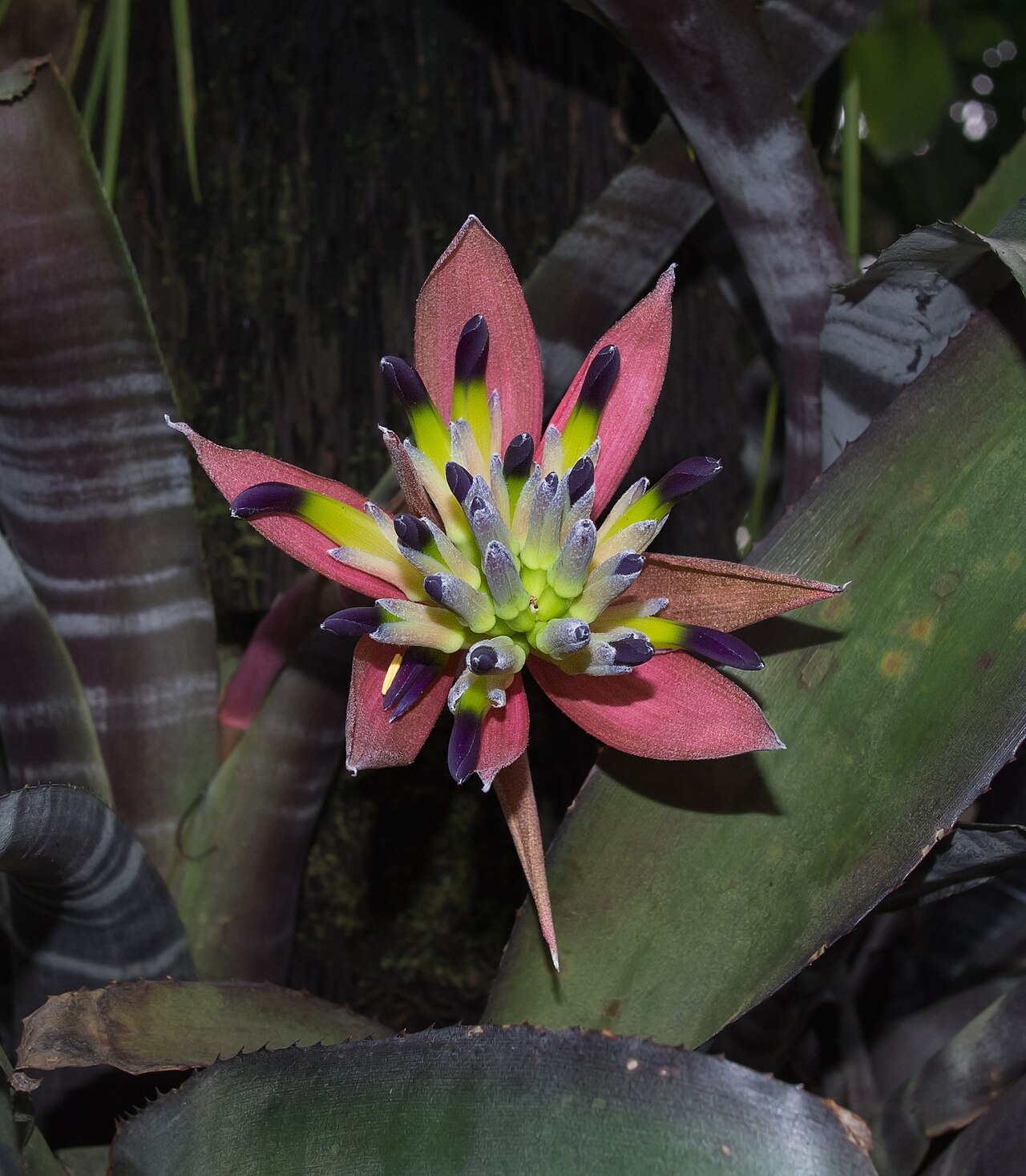 Aechmea fasciata s typickými striebristými pruhmi na listoch