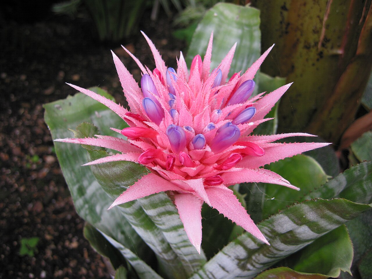 Detail listovej ružice rastliny Aechmea fasciata