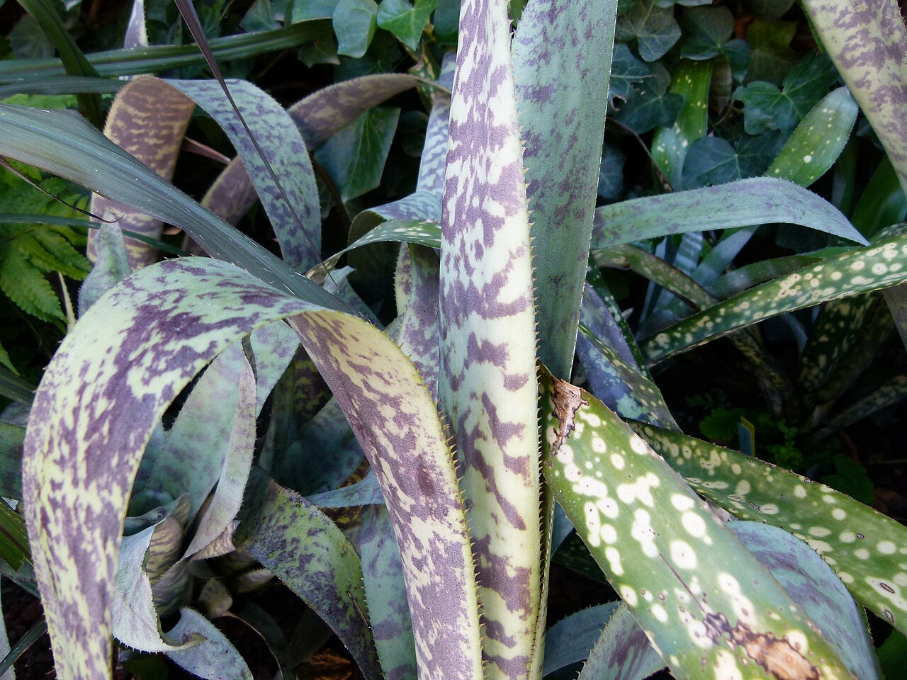 Aechmea fosteriana ako izbová bromélia