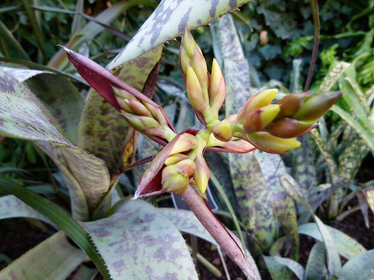 Detail listov rastliny Aechmea fosteriana